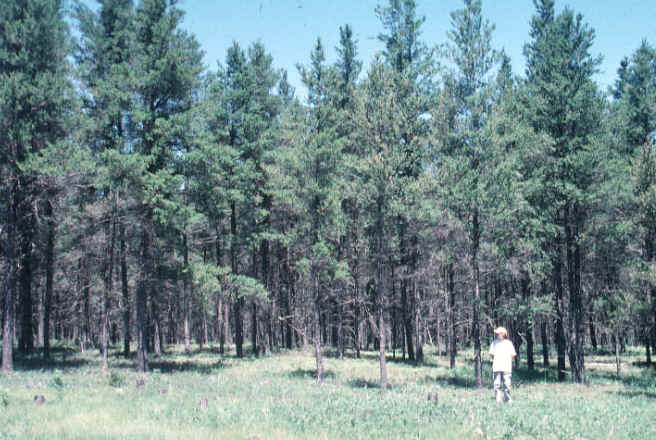 Mature jack pine