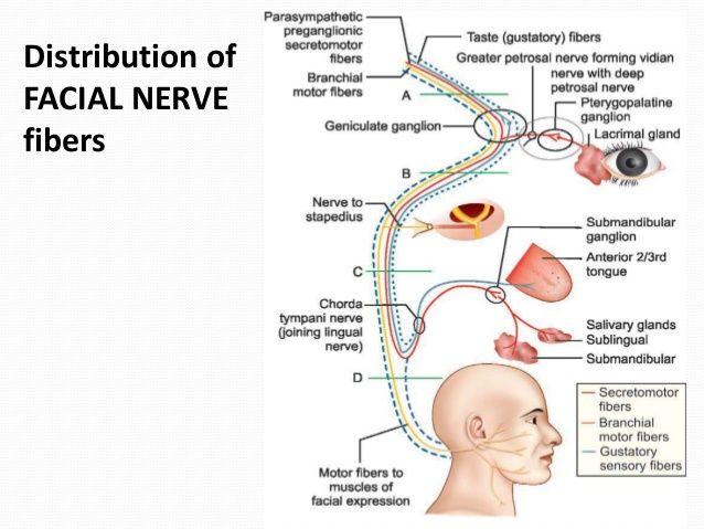 Facial nerve intervation