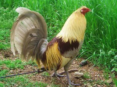 Best cock fighting rooster