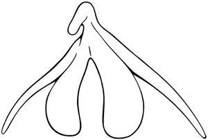 Clitoris shape size