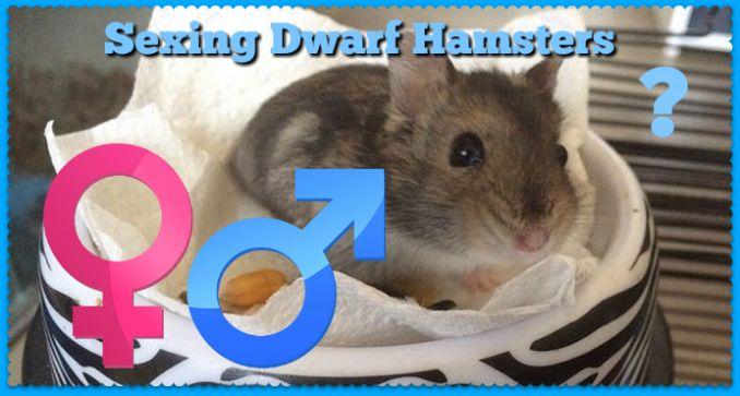 Sinker reccomend How do hamsters have sex