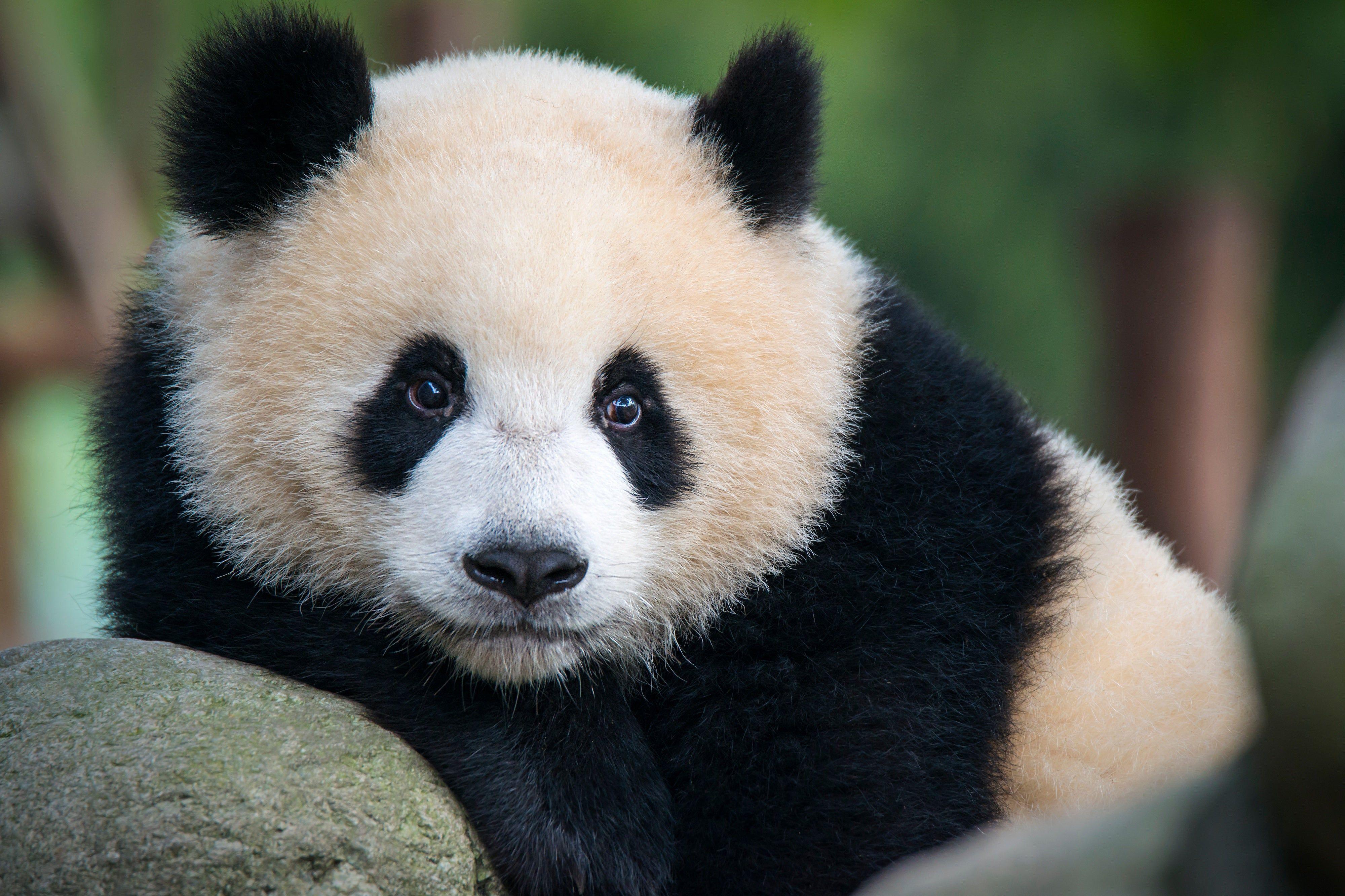 Panda bear thumb evolution