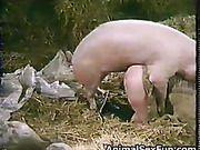 best of Sex with woman Pig woman