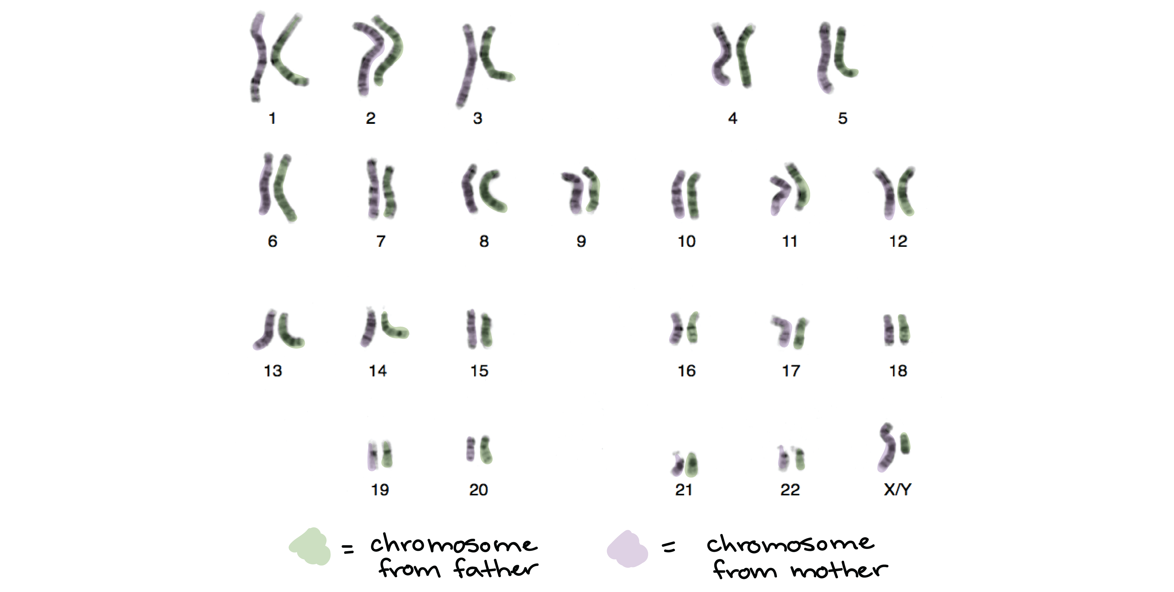Jelly B. reccomend Number of chromosomes in sperm cells