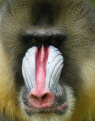 best of A butt monkey Lips big like