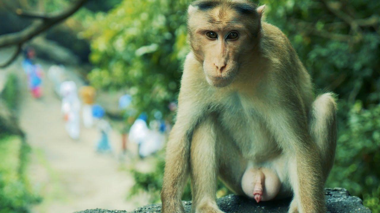 Monkey with girl sex videos