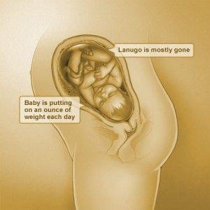Pregnancy pressure in vagina and butt