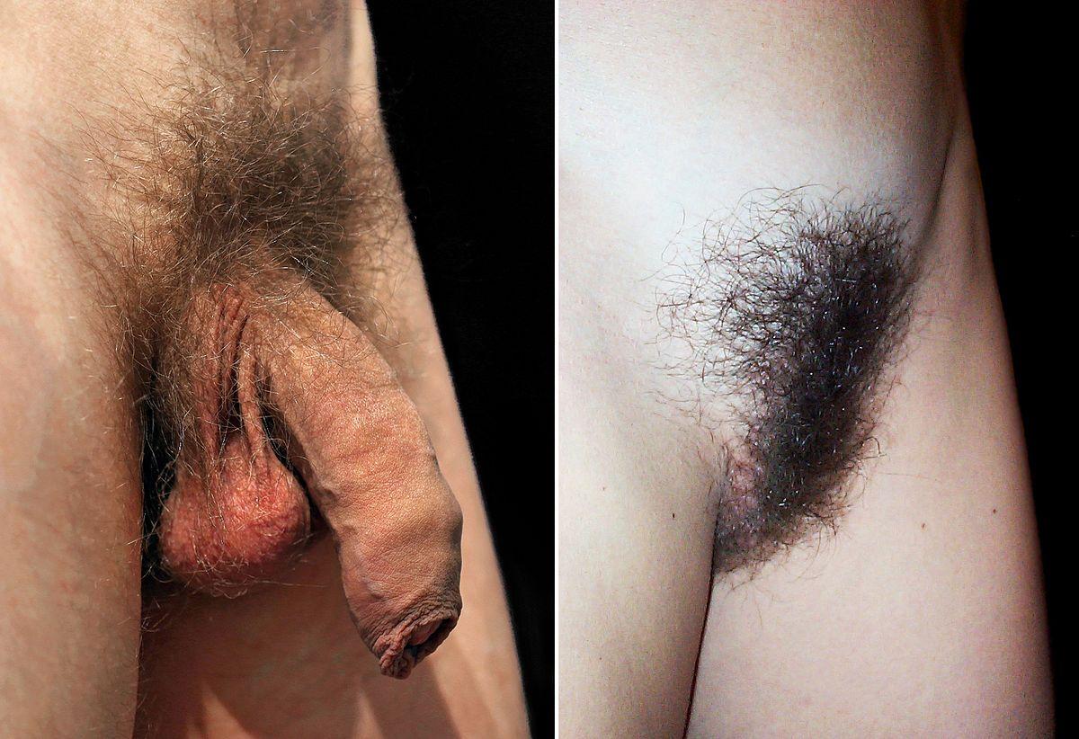 Bulldog reccomend Purbic hairs men and women nude