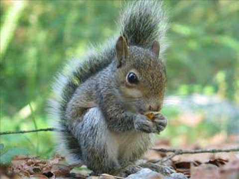 Squirrels having sex ringtone