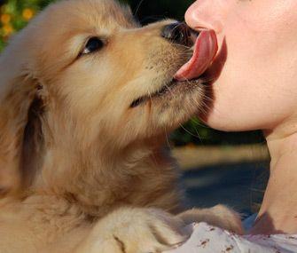 Fumble reccomend Puppy behavior lick