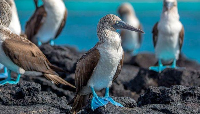Apple P. reccomend Blue footed booby fun facts