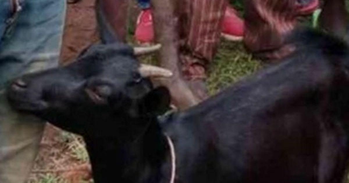 Goat sex free download