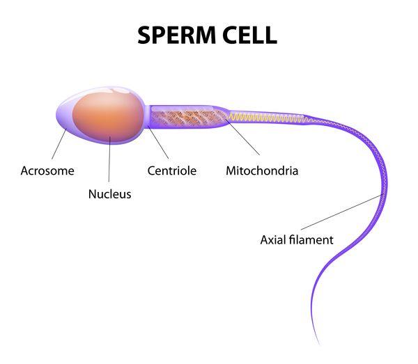 best of Cells in sperm chromosomes Number of