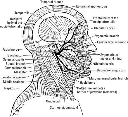 Vice reccomend Facial nerve intervation