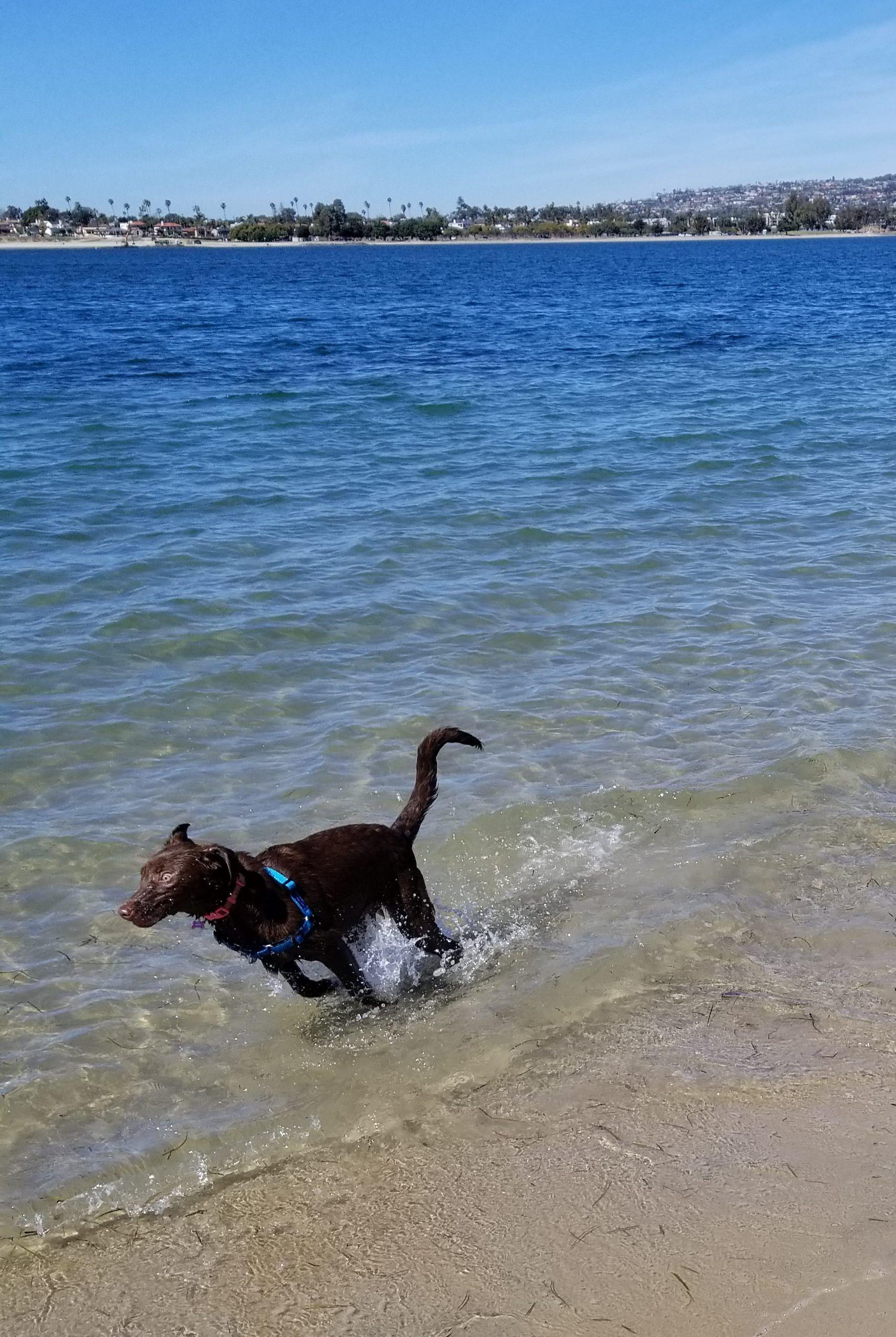 best of Beach dog Fiesta island
