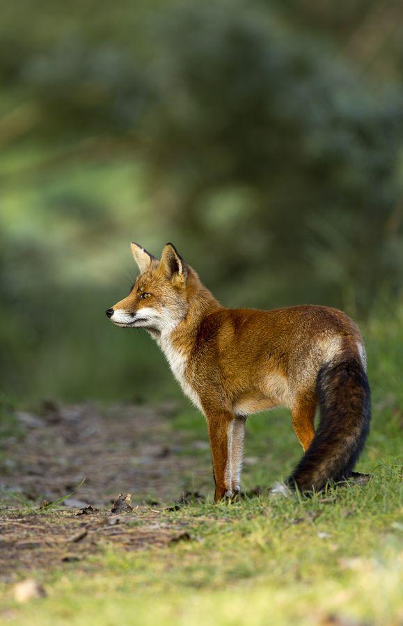 Mazda reccomend Feeling frisky red fox