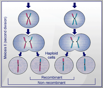 Boomer reccomend Haploid sperm cells meiosis