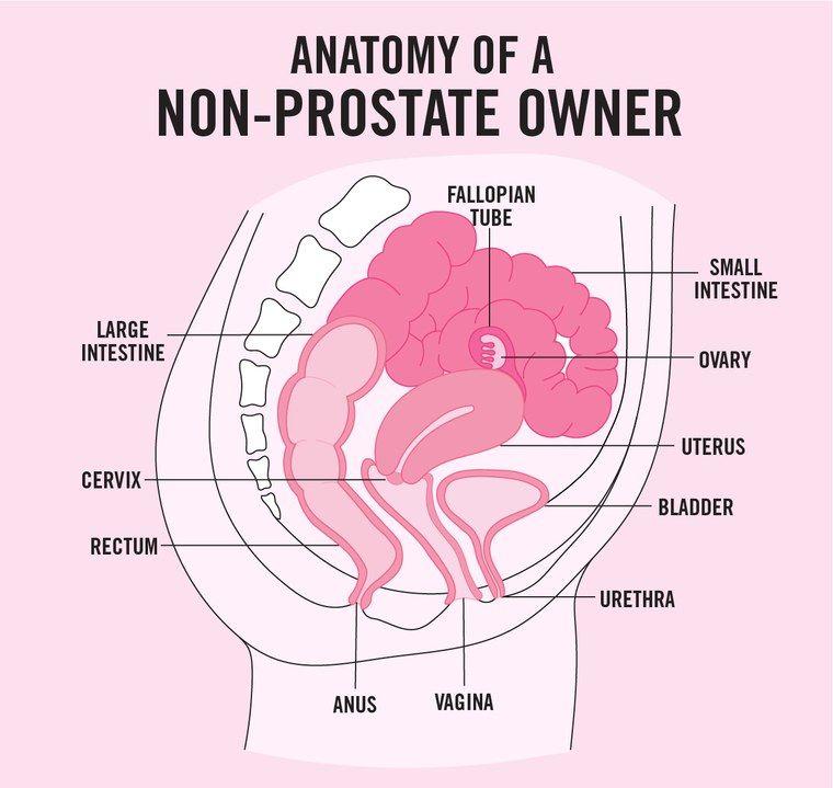 The prostate and anal intercourse