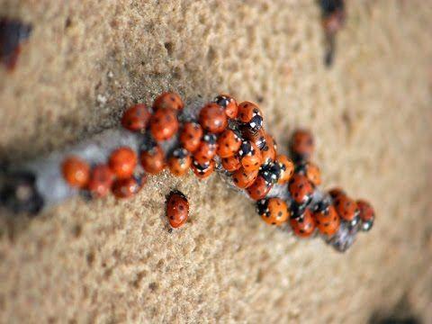 Henchman reccomend Asian lady beetle infestation