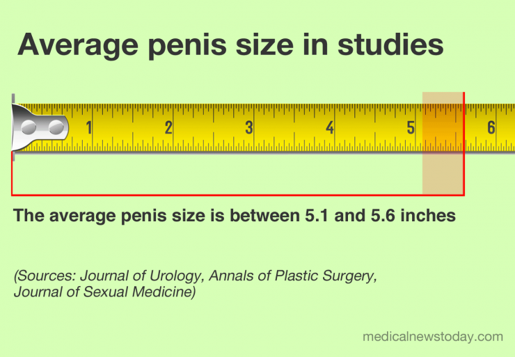 X reccomend Avg size of the male penis