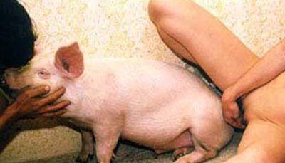 Pig sex with woman woman