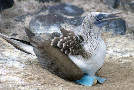Blue footed booby fun facts