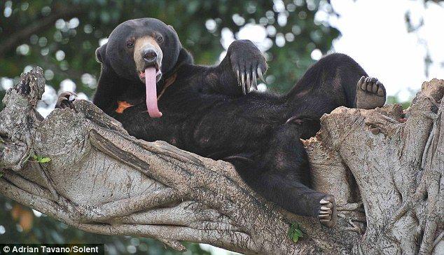 HVAC reccomend Bear licks belly