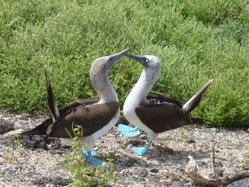 Crusher reccomend Blue footed booby fun facts