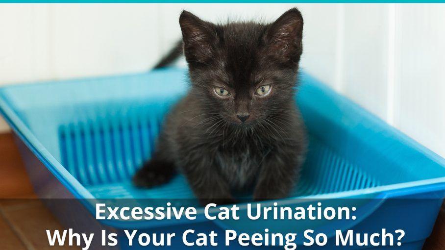 best of Peeing a lot Cat