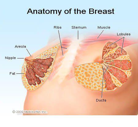 Causes of fibrocystic breast