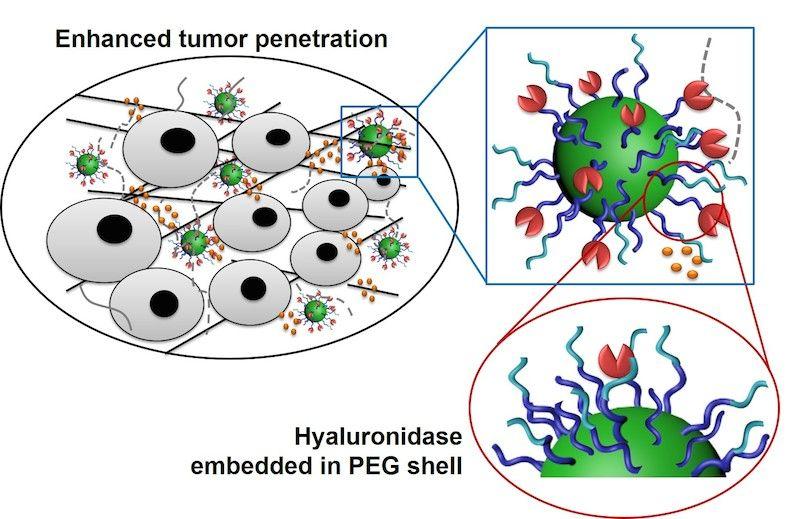 Mustang reccomend Drug penetration in solid tumors