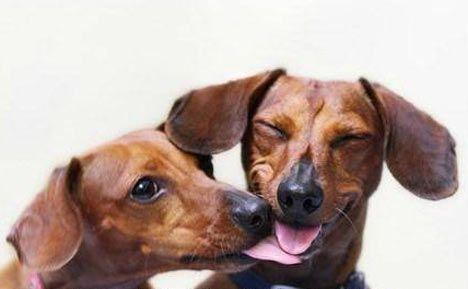 best of Behavior lick Puppy