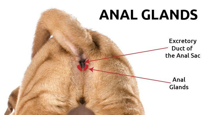 Expressing kenine anal glands