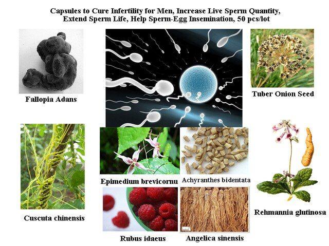Herb list for increase sperm