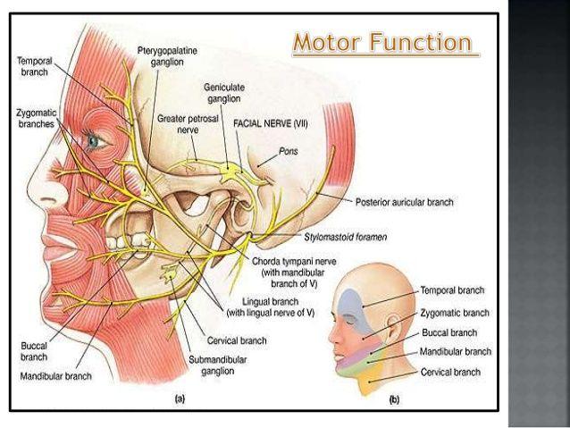best of Intervation Facial nerve