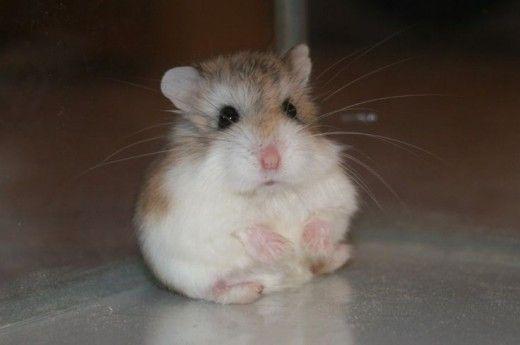 Cali reccomend How do hamsters have sex
