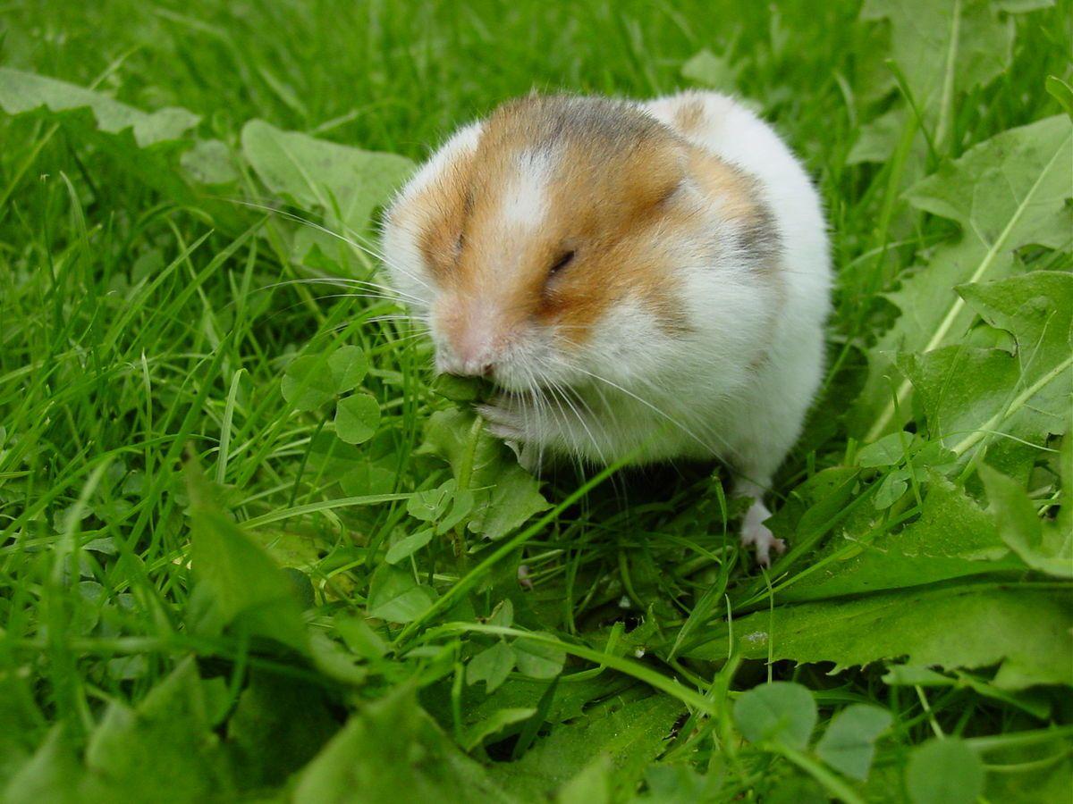 Tetra reccomend How do hamsters have sex
