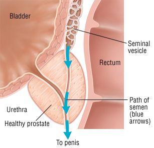 Split /. S. reccomend Induced orgasm prostate