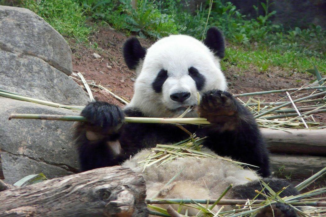 Firefly reccomend Panda bear thumb evolution