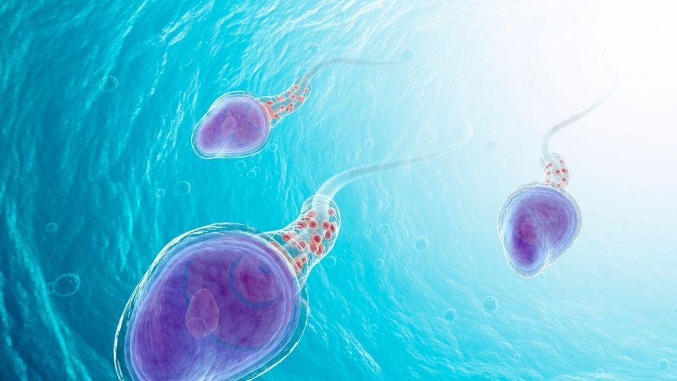 best of Men sperm male expect hormone trials Pill fertility levels counts